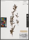 Foto von Salix nigra Marshall